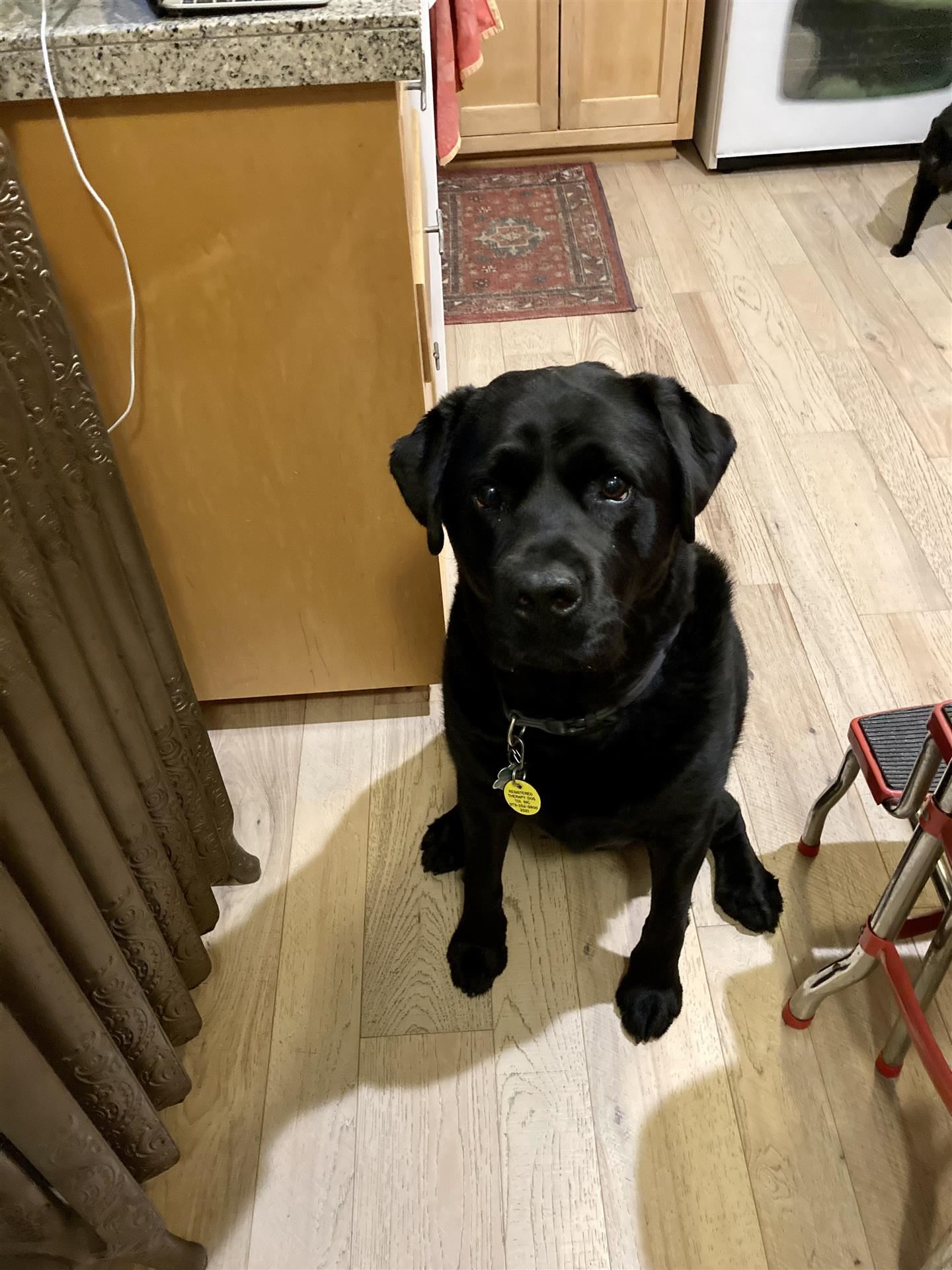 Therapy Dog Jet